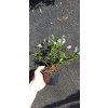 Zpododěr, latnatec - kultivar Victoria a Repens (Ceanothus thyrsiflorus)
