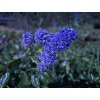 H20141002 3441—Ceanothus thyrsiflorus var repens—RPBG (15276890147)