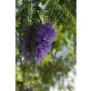 jacaranda 2430091 960 720