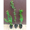 Kdoulovec japonský (Chaenomeles japonica) - 50 - 70 cm