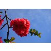 japanese ornamental quince 324378 960 720