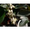 Elaeagnus x ebbingei IP0810001