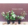 Hlošina ebbingeova (Elaeagnus x ebbingei)