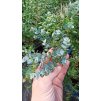 Blahovičník (eukalyptus) malolistý (Eucalyptus parvofolia) - 30 - 40 cm
