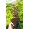 Javor dlanitolistý Moonfire (Acer palmatum Moonfire) - 90 - 120  cm