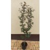 Javor dlanitolistý Moonfire (Acer palmatum Moonfire) - 90 - 120  cm