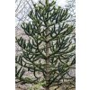 the chilean araucaria 2188649 960 720