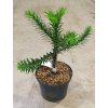 Blahočet čilský (Araucaria araucana)