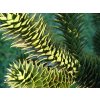 araucaria 1522493 960 720