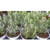 Levandule lékařská zakrslá Dwarf Blue (Lavandula angustifolia Dwarf Blue) - 15 - 20 cm
