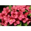 weigela 3410690 960 720