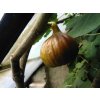 Fíkovník Francuesco (Ficus carica Francuesco)