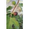 Fíkovník Francuesco (Ficus carica Francuesco)