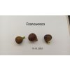Fíkovník Francuesco (Ficus carica Francuesco)