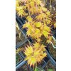 Javor dlanitolistý Katsura (Acer palmatum Katsura) - 70 - 120 cm