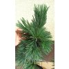 Borovice ohebná Vanderwolf´s pyramid (Pinus flexilis Vanderwolf´s Pyramid) - 60 - 70 cm