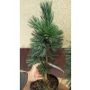 Borovice ohebná Vanderwolf´s pyramid (Pinus flexilis Vanderwolf´s Pyramid) - 60 - 70 cm