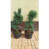 Borovice ohebná Vanderwolf´s pyramid (Pinus flexilis Vanderwolf´s Pyramid) - 60 - 70 cm