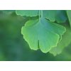 gingko biloba 2691061 960 720