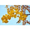 ginkgo tree 2890516 960 720
