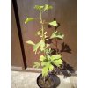 Jinan dvoulaločný (Ginkgo biloba)