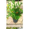 Listnatec hroznatý, italský ruscus (Ruscus racemosus) - 40 - 50 cm