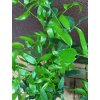 Listnatec hroznatý, italský ruscus (Ruscus racemosus) - 40 - 50 cm