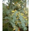 Acacia baileyana BotGardBln271207B