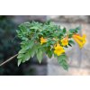 Campsis radicans flava Yellow Trumpet Creeper ყვითელი ვაზისტანა