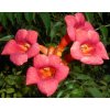 Campsis radicans 2015 07 25 5221