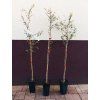 Dub korkový (Quercus suber)