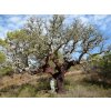 Quercus suber algarve