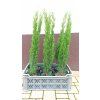 Cypřiš vždyzelený Totem (Cupressus sempervirens Totem)