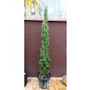 Cypřiš vždyzelený Totem (Cupressus sempervirens Totem)