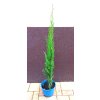 Cypřiš vždyzelený Totem (Cupressus sempervirens Totem)