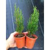 Cypřiš vždyzelený Totem (Cupressus sempervirens Totem)