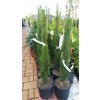 Cypřiš vždyzelený Totem (Cupressus sempervirens Totem)