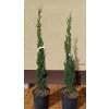 Cypřiš vždyzelený Totem (Cupressus sempervirens Totem)