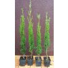 Cypřiš vždyzelený Totem (Cupressus sempervirens Totem)