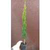 Cypřiš vždyzelený Totem (Cupressus sempervirens Totem)