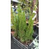 Cypřiš vždyzelený Totem (Cupressus sempervirens Totem)