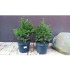 Smrk ztepilý Barryi (Picea abies Barryi) - 30 cm