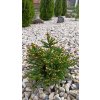 Smrk ztepilý Barryi (Picea abies Barryi) - 30 cm