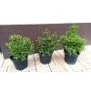 Smrk ztepilý Barryi (Picea abies Barryi) - 30 cm