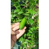 Australský citrus, mikrocitrus (Microcitrus australasica) - 30 - 50 cm