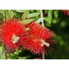 lemon bottlebrush 3463817 960 720