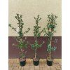 Dub cesmínový (Quercus ilex)