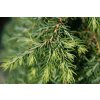 Tsuga canadensis Jeddeloh 2zz