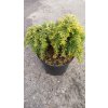 Jedlovec kanadský Jeddeloh (Tsuga canadensis Jeddeloh) - 20 - 30 cm