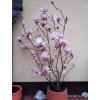 Magnolie, šácholan soulangeův (Magnolia x soulangeana)